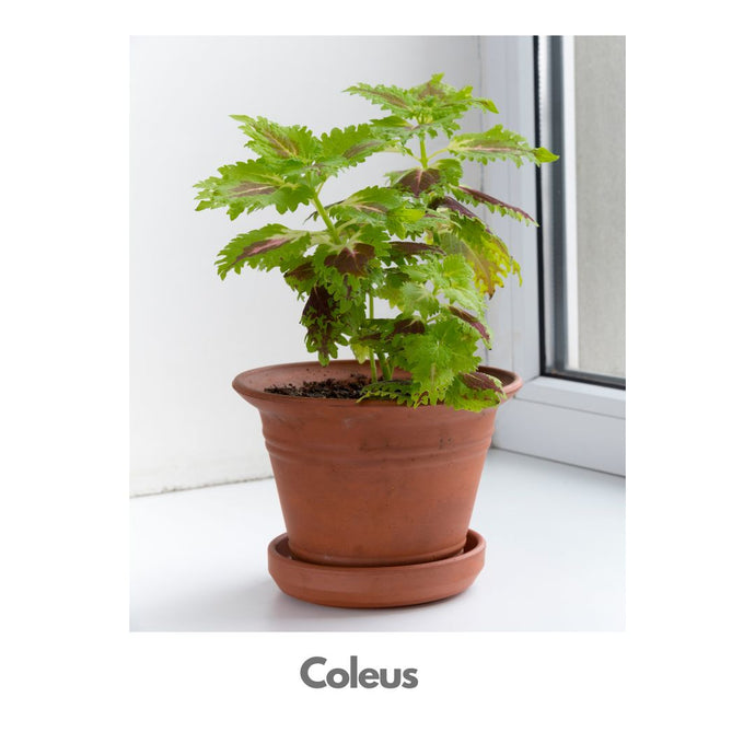 Coleus Plant - Indoor Plant Indiaflorist247