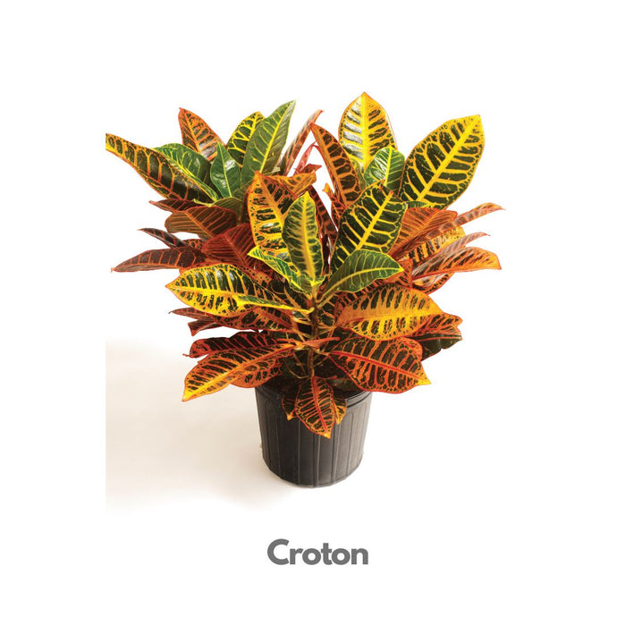 Croton Plant - Indoor Plant Indiaflorist247