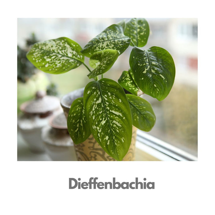 Dieffenbachia - Indoor Plant - Free Same Day Delivery Indiaflorist247