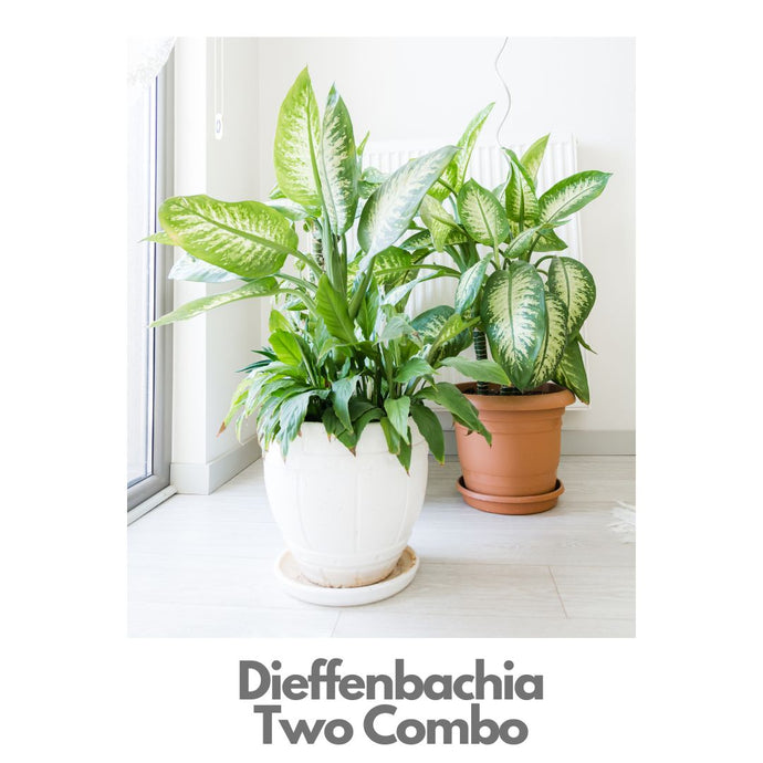 Dieffenbachia Combo of Two Pots - Indoor Plant Indiaflorist247