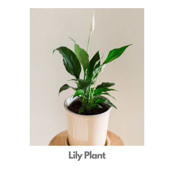 Lily Plant - Indoor Plant Indiaflorist247