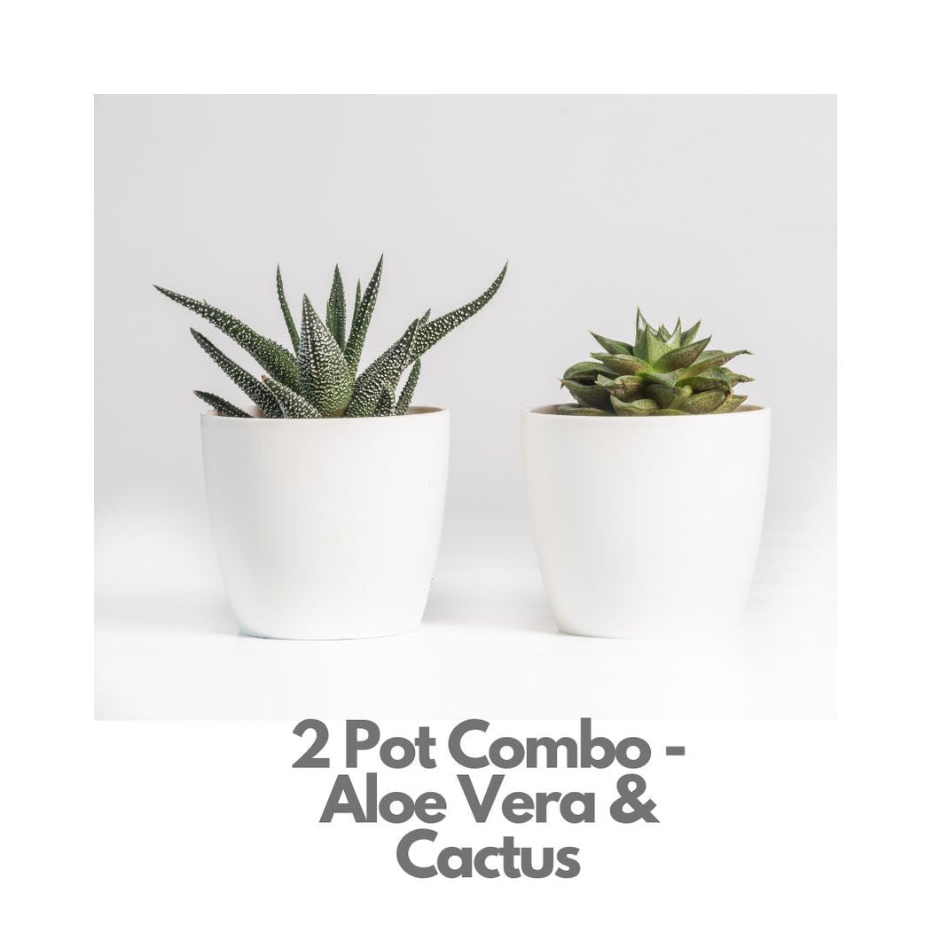 2 Pot Combo - Cactus & Aloe Vera - Indoor Plant Indiaflorist247