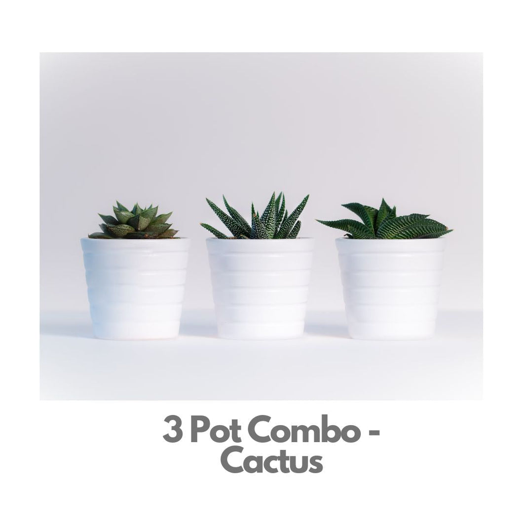 3 Pot Combo - Cactus - Indoor Plant Indiaflorist247