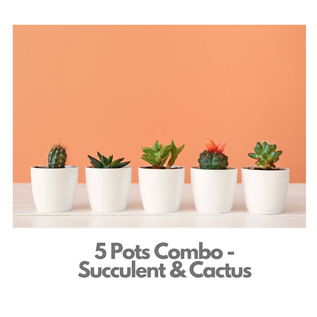 5 Pots Combo - Cactus & Succulent - Indoor Plant Indiaflorist247