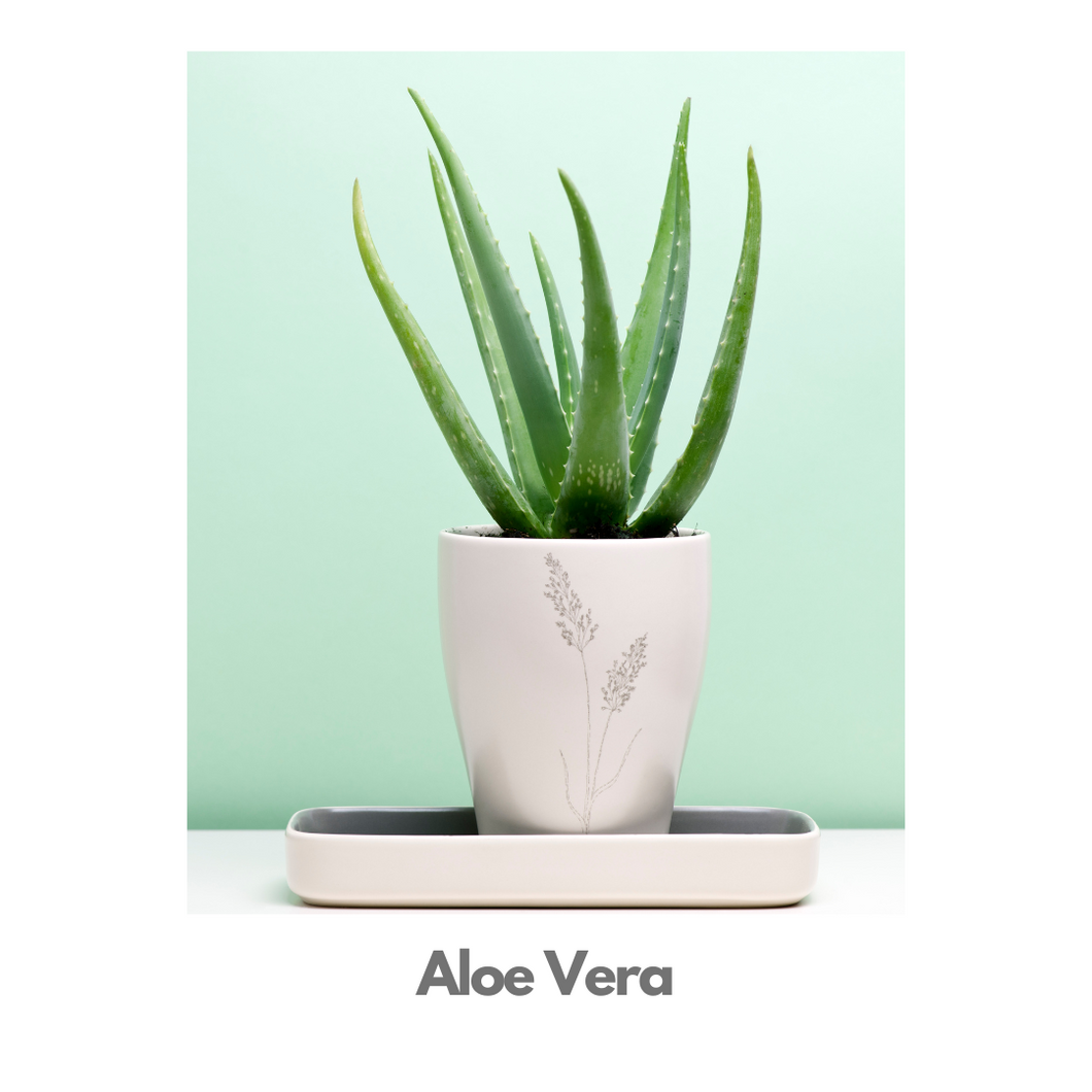 Aloe Vera Plant - Indoor Plant Indiaflorist247