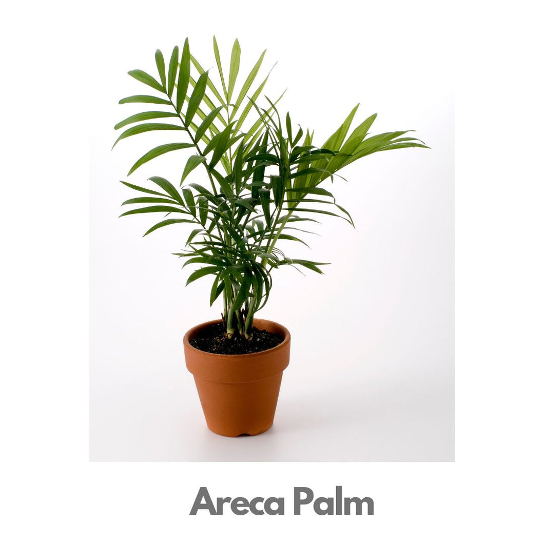 Areca Palm - Indoor Plant Indiaflorist247