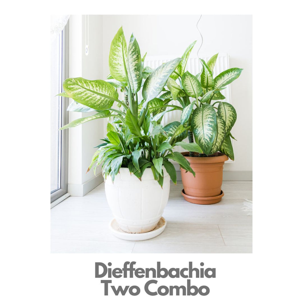 Dieffenbachia Combo of Two Pots - Indoor Plant Indiaflorist247