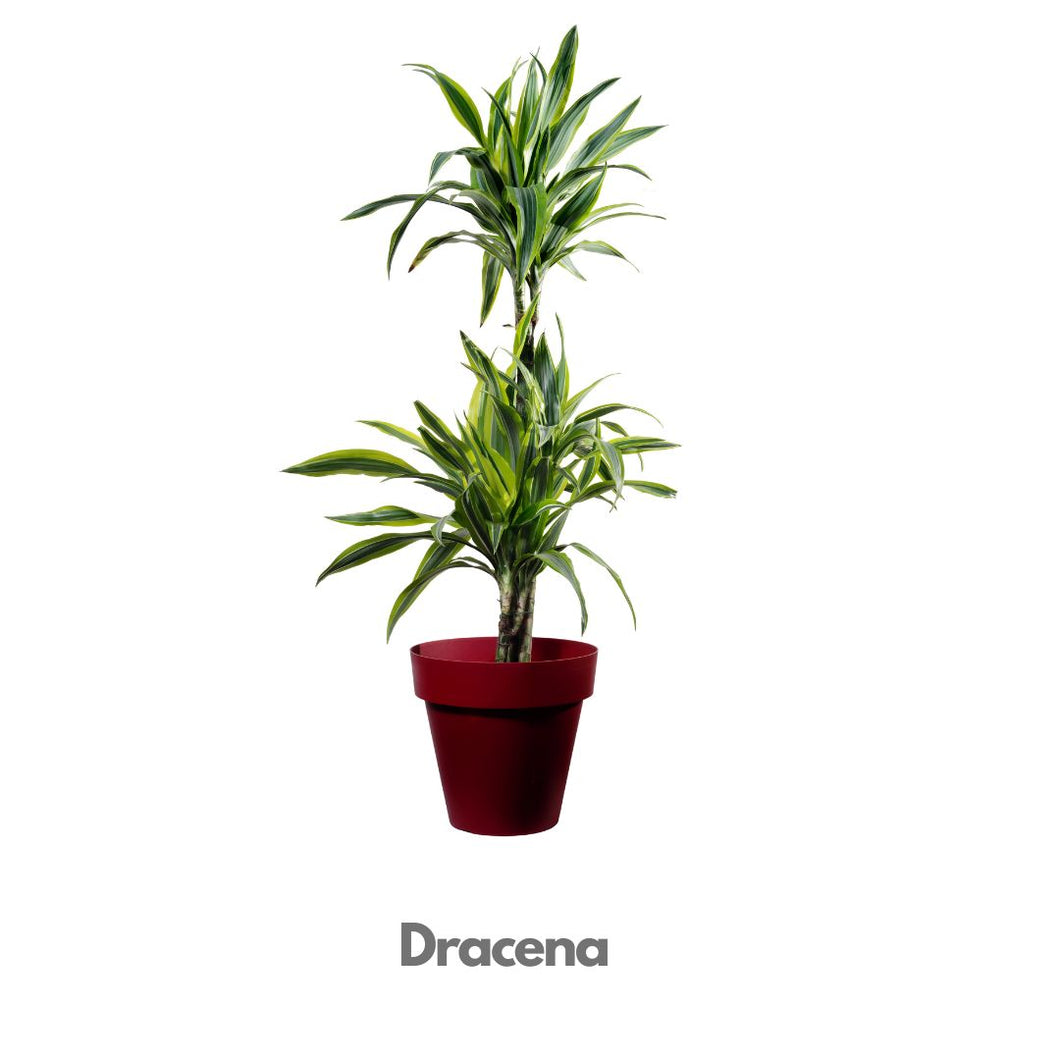 Dracena Plant - Indoor Plant Indiaflorist247