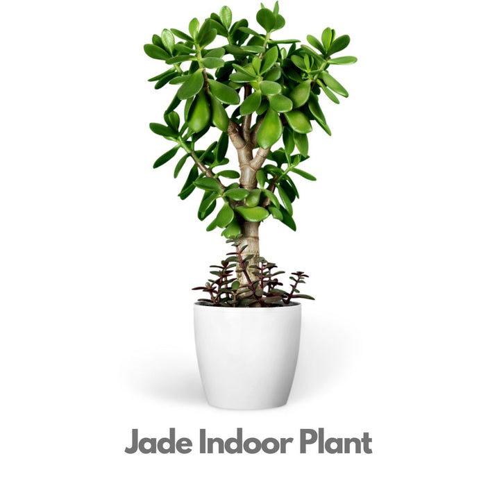 Jade Plant - Best Selling Indoor Plant - free home delivery