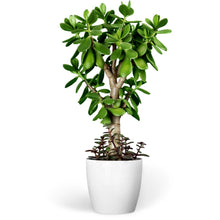 Load image into Gallery viewer, Jade Plant - Best Selling Indoor Plant - free home delivery
