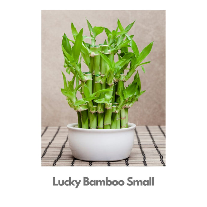 Lucky Bamboo - 16 sticks in 2 layers - Indoor Plant Indiaflorist247