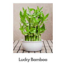 Load image into Gallery viewer, Lucky Bamboo - 16 sticks in 2 layers - Indoor Plant Indiaflorist247
