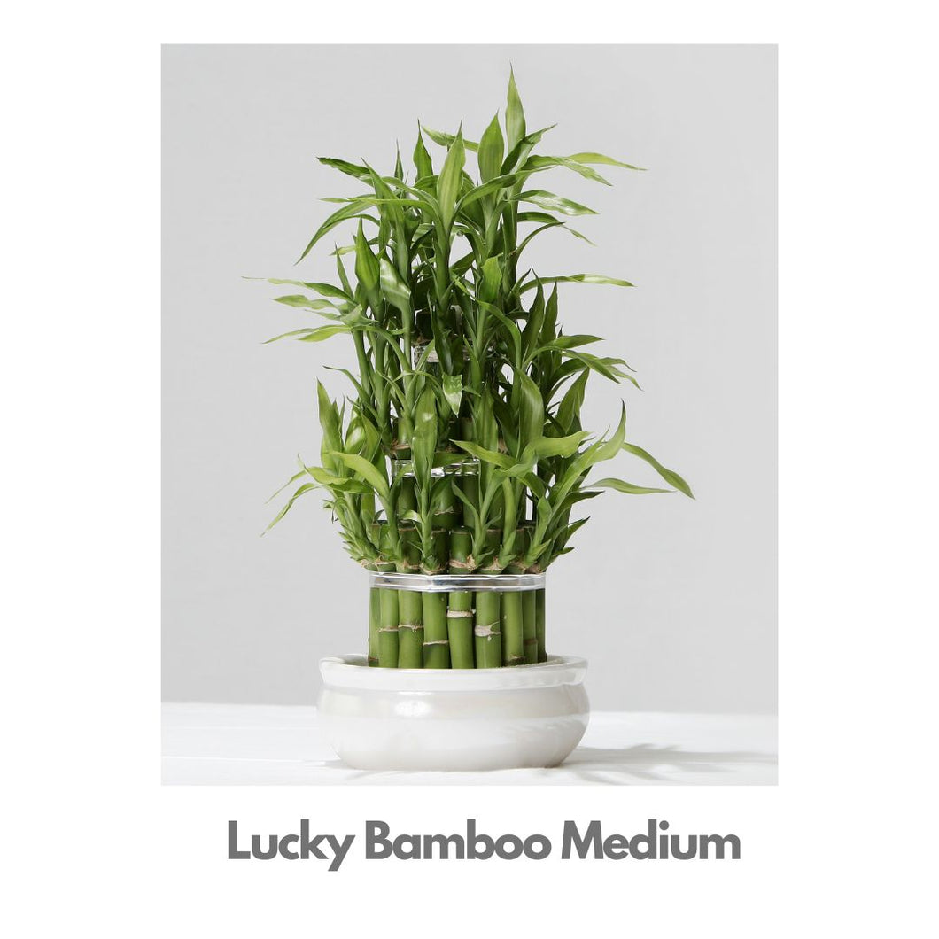 Lucky Bamboo - 24 sticks in 2 layers - Indoor Plant Indiaflorist247