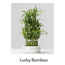 Load image into Gallery viewer, Lucky Bamboo - 24 sticks in 2 layers - Indoor Plant Indiaflorist247
