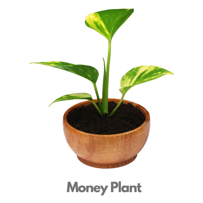 Money Plant - Indoor Plant