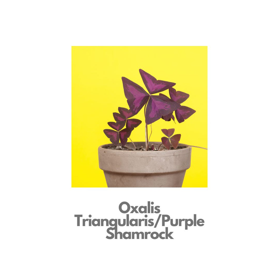 Oxalis Triangularis - Indoor Plant Indiaflorist247