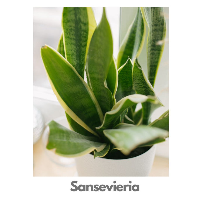 Sansevieria - Indoor Plant Indiaflorist247