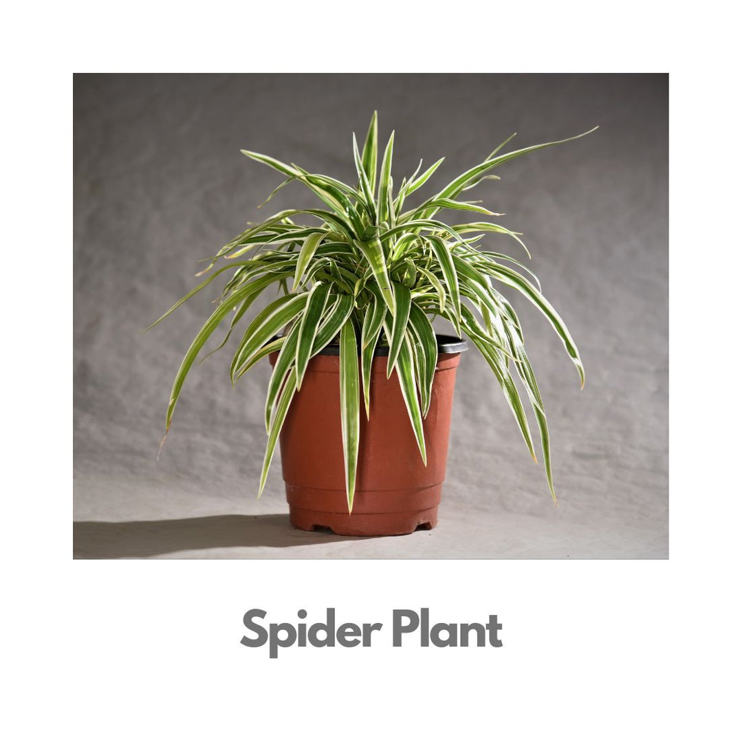 Spider Plant - Indoor Plant Indiaflorist247