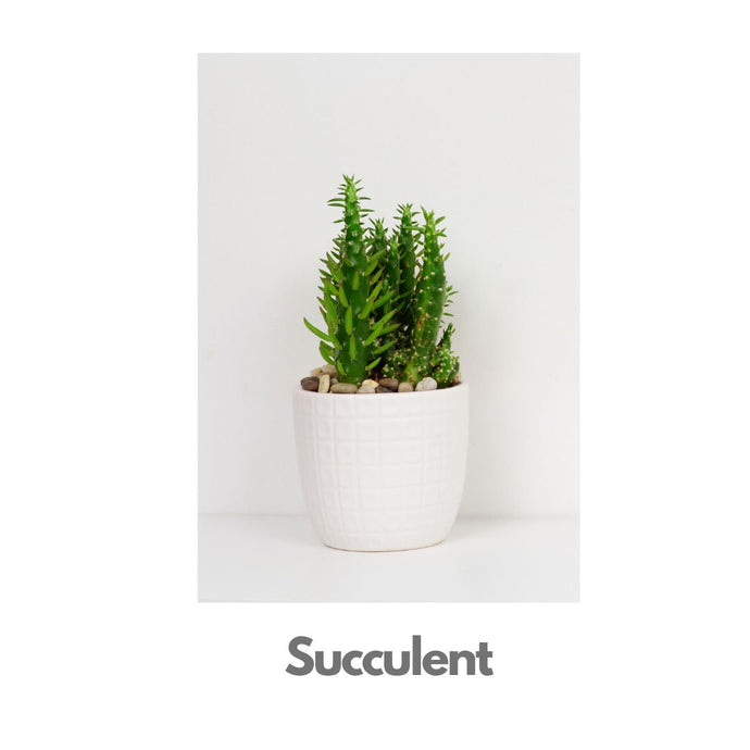 Succulent - Indoor Plant - free same day delivery Indiaflorist247