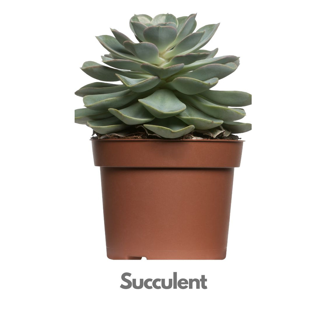 Succulent Plant - Same Day Delivery Indiaflorist247