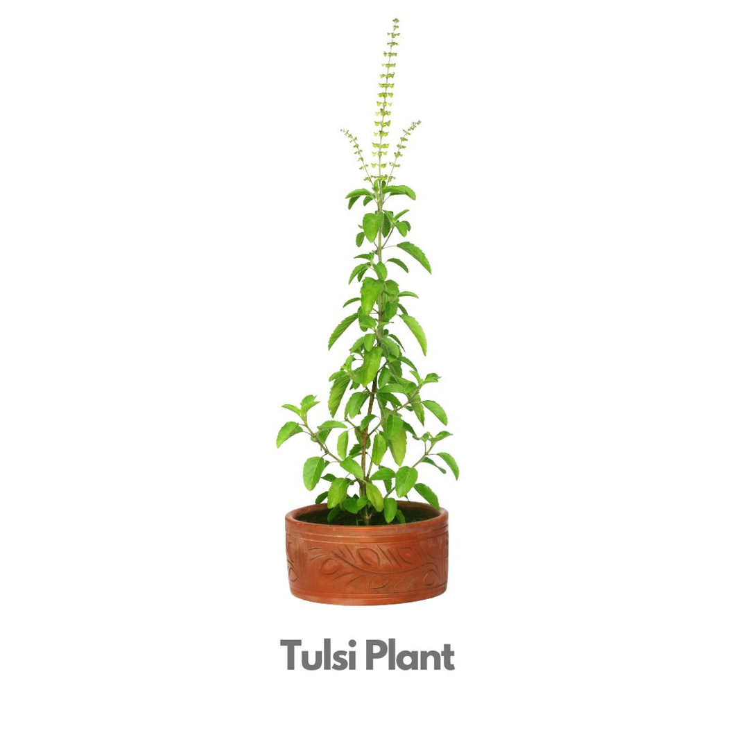 Tulsi Plant - Indoor Plant - Free Same Day Delivery Indiaflorist247